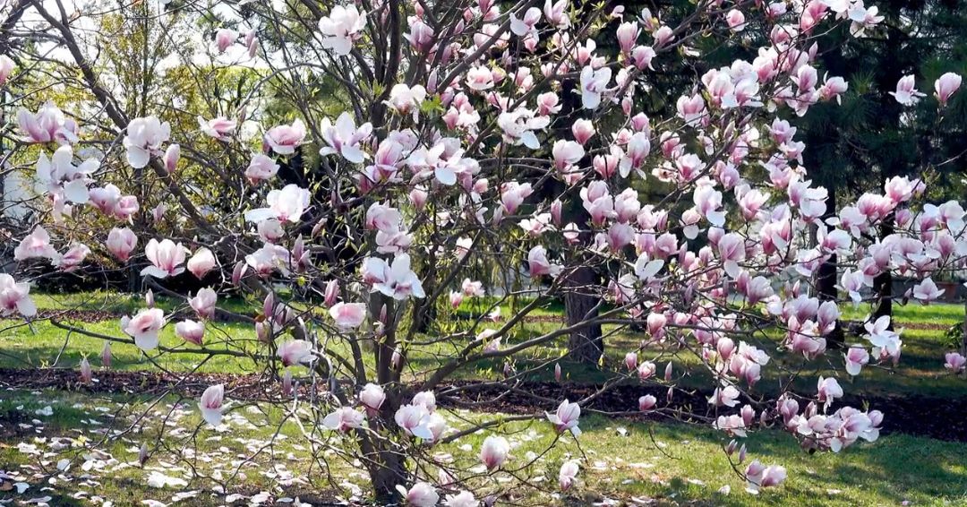 Magnolije su dekorativno drveće poznato po velikim, mirisnim cvetovima i atraktivnom izgledu u prolećnim mesecima