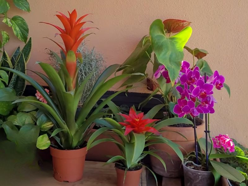 Bromelija