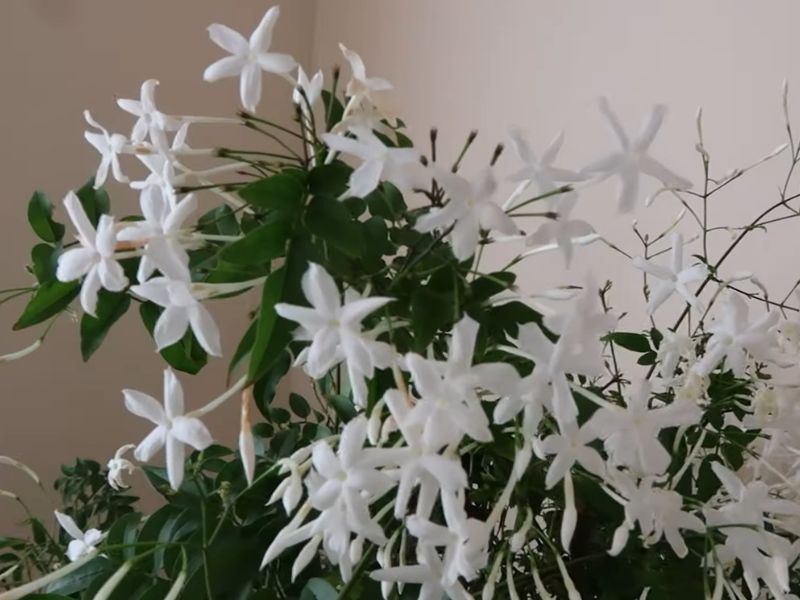 Jasmin