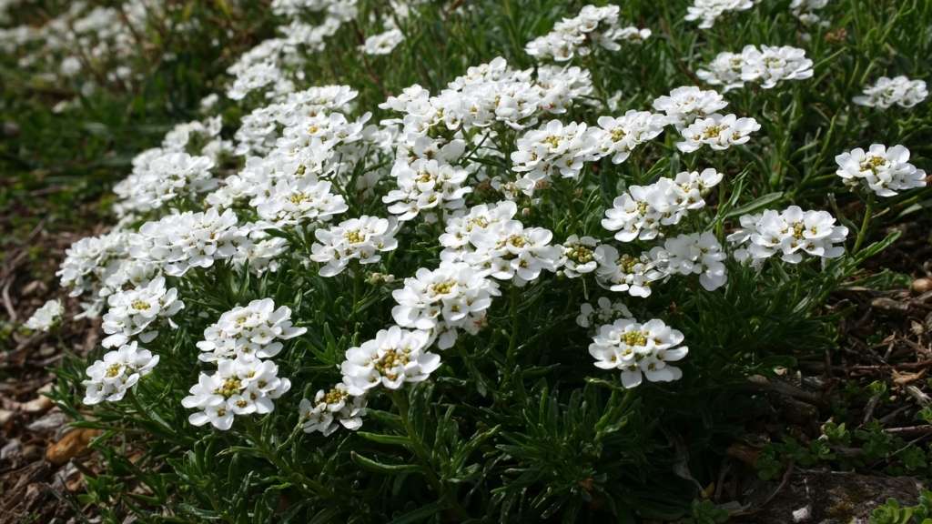 Iberis sempervirens sa belim cvetovima koji formiraju tepih na zemlji