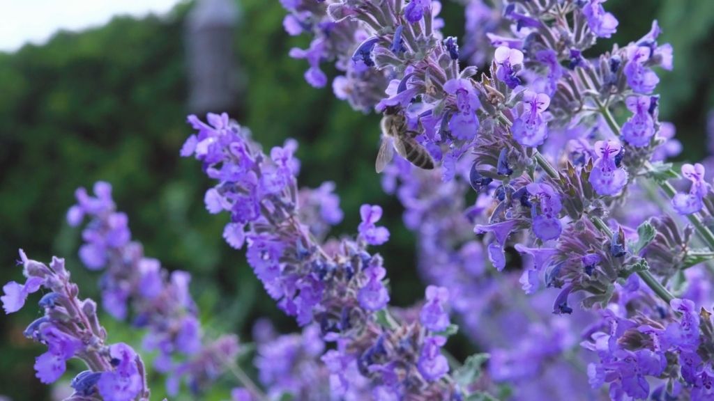 Lavanda u cvatu sa pčelama koje obilaze cvetove