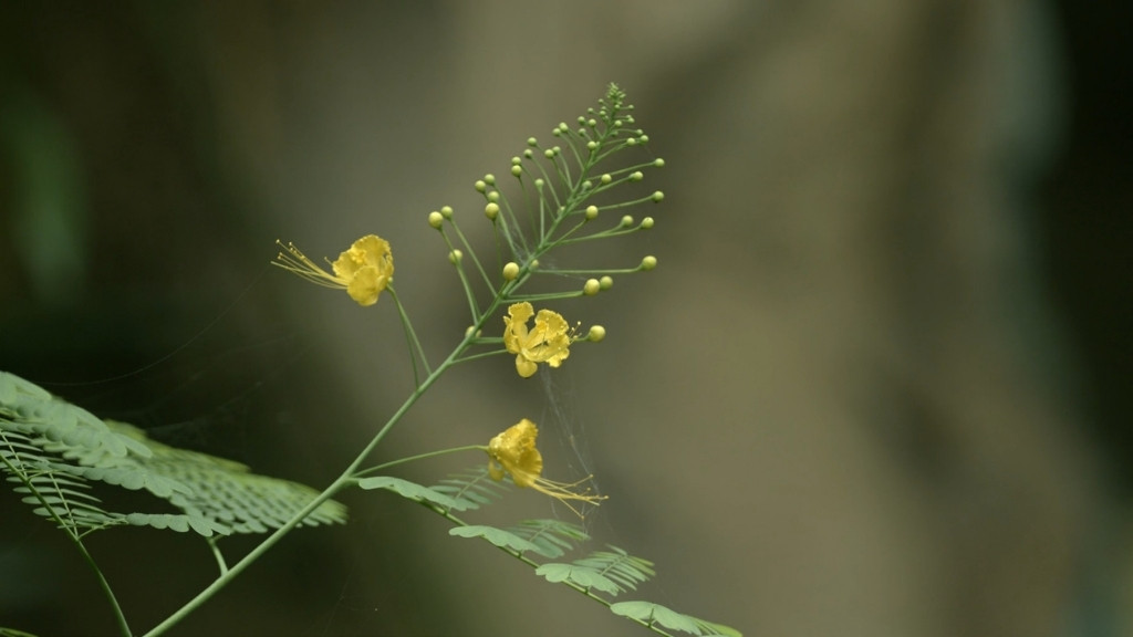 Grančica Mahonia × media sa žutim cvetovima, primer biljke koje cvetaju cele godine u vrtovima