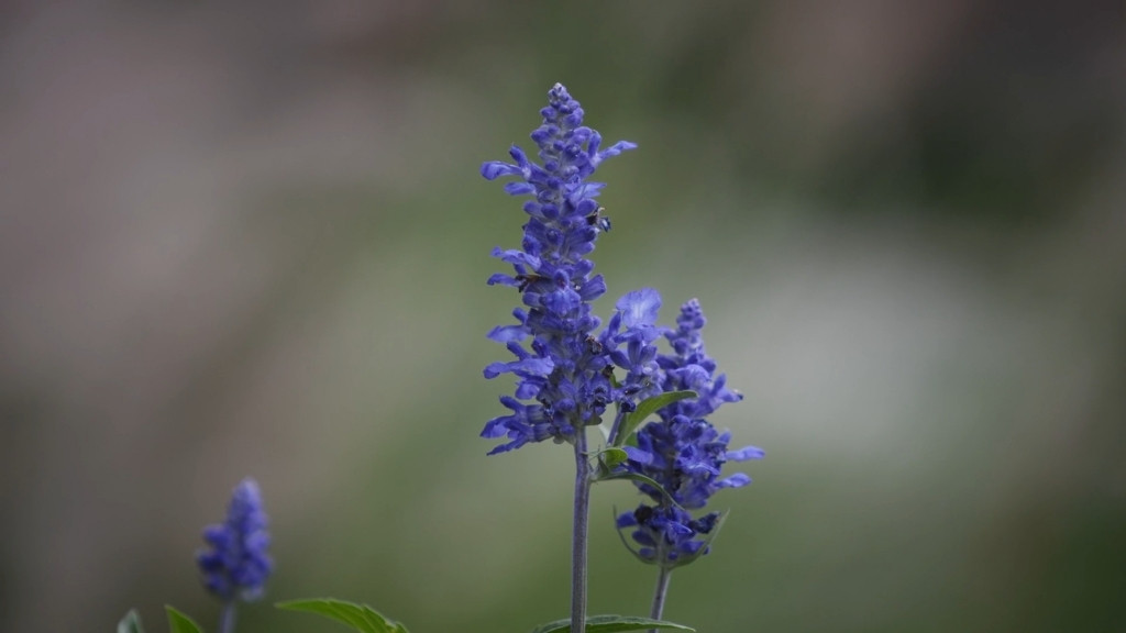 Salvia nemorosa u punom cvatu, odličan izbor za biljke koje cvetaju cele godine