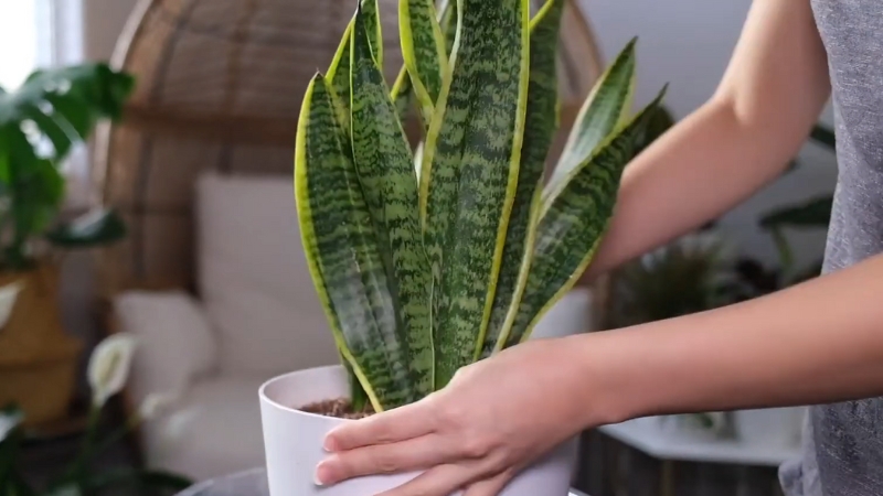 Osoba drži saksiju sa svekrvinim jezikom (Dracaena trifasciata)