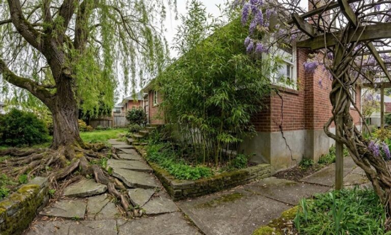 Biljke koje mogu da naprave probleme zbog korenovog sistema