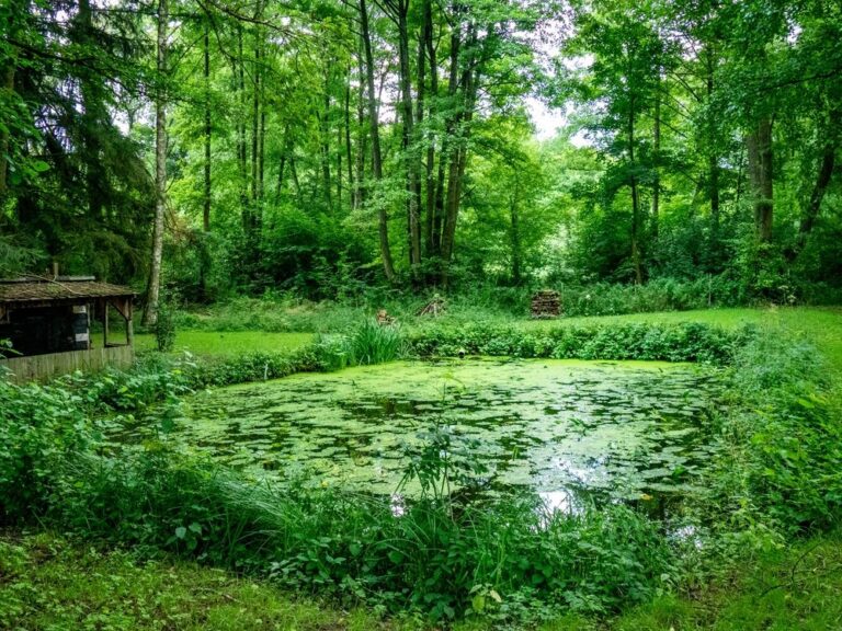 Veliki dvorišni ribnjak okružen biljkama i drvećem u prirodnom okruženju