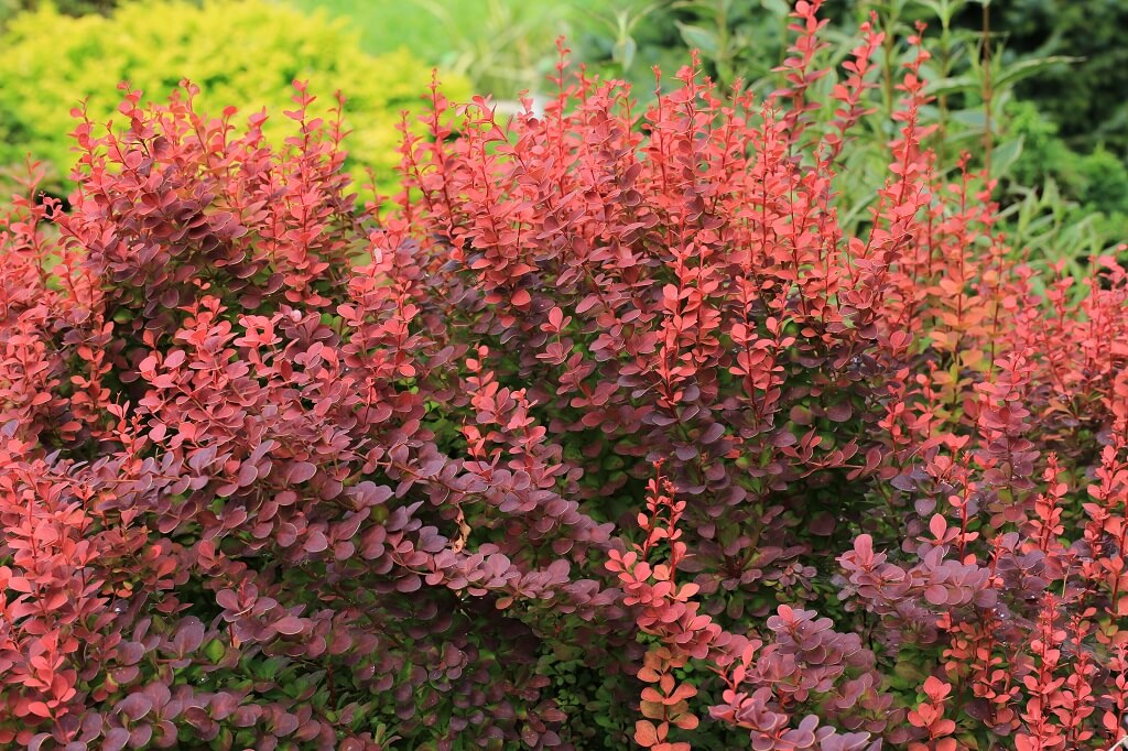 Berberis igrada